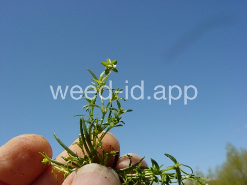 pearlwort, birdseye